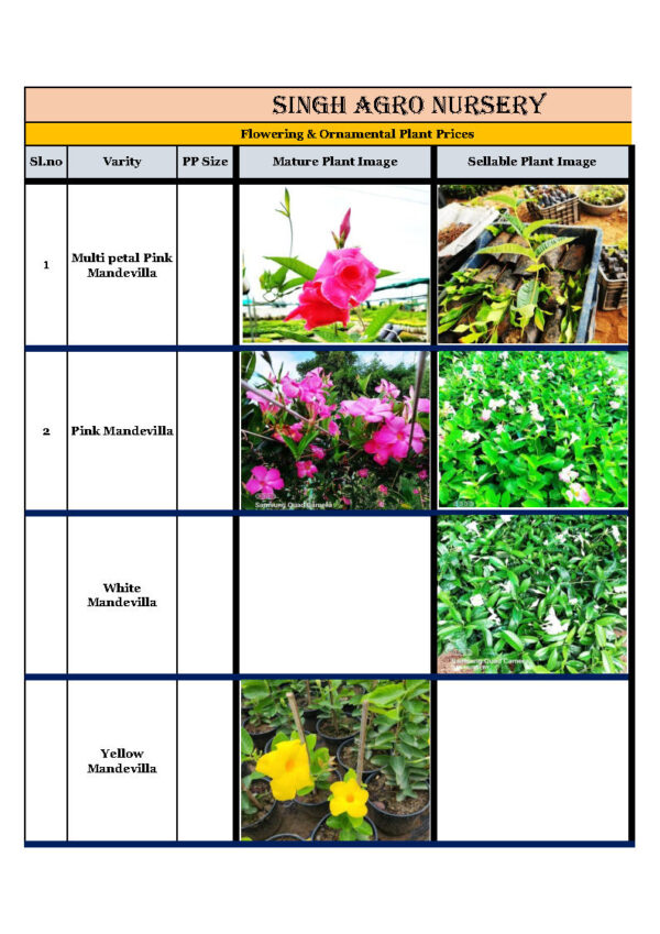 Permanent Flower Plants & Ornamental Plants